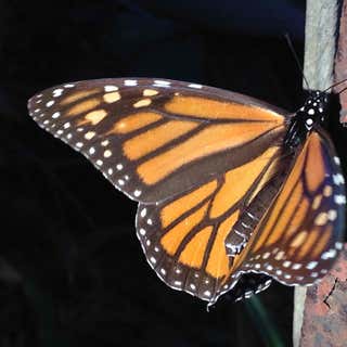 Monarch Grove Sanctuary
