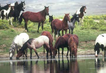 Photo of Pilot Butte Wild Horse Scenic Loop