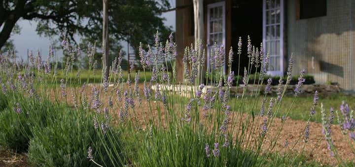 Photo of Hill Country Lavender
