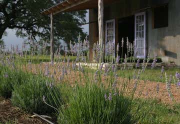 Photo of Hill Country Lavender