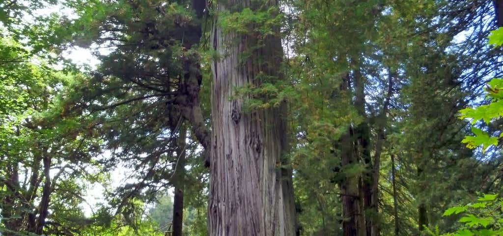 Photo of Big Tree Wayside