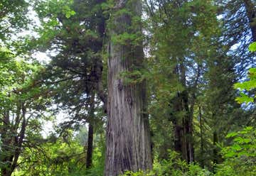 Photo of Big Tree Wayside