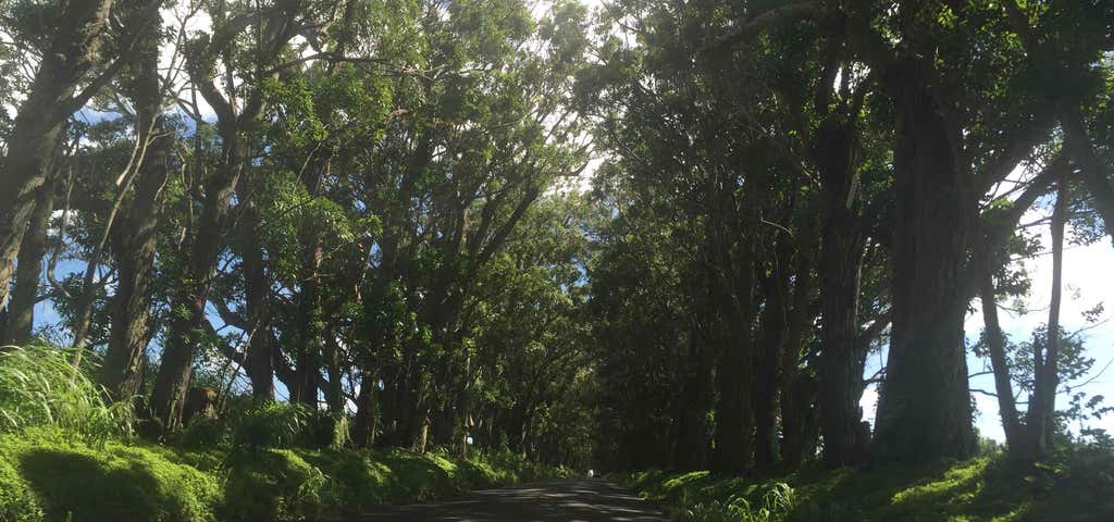 Photo of Maluhia Road Tree Tunnel