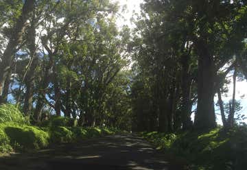 Photo of Maluhia Road Tree Tunnel