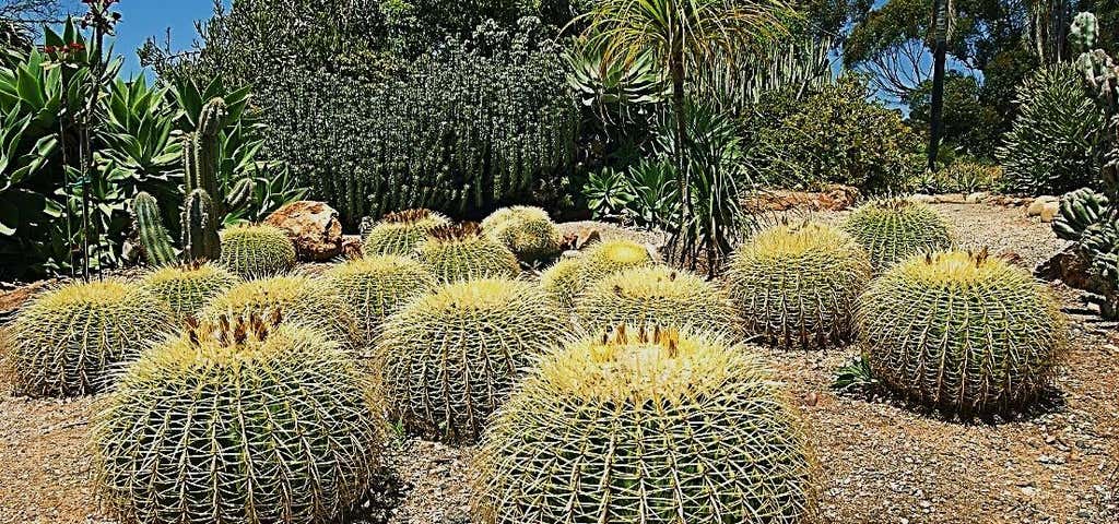Photo of Balboa Park Cactus Garden