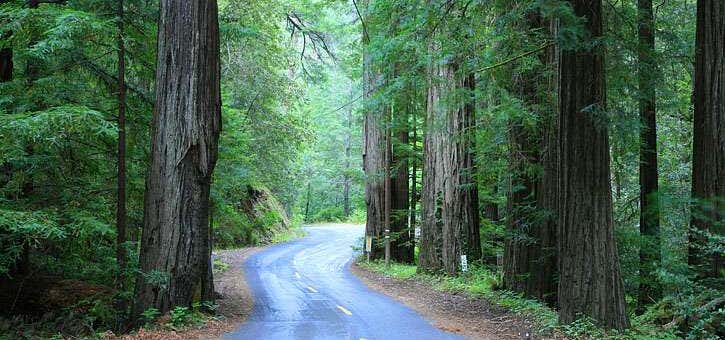 Photo of Mailliard Redwoods State Natural Reserve