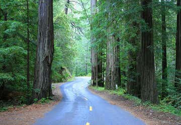 Photo of Mailliard Redwoods State Reserve