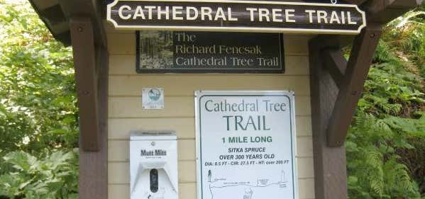 Photo of Cathedral Tree Trail