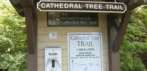 Cathedral Tree Trail