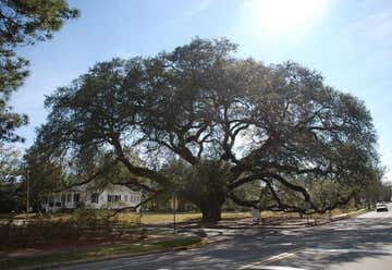 Photo of Thomasville's Historic Big Oak