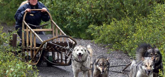 Photo of Denali Sled Dog Kennels