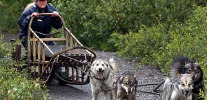 Denali Sled Dog Kennels