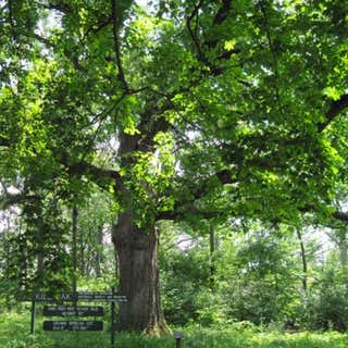 Kile Oak Habitat Garden