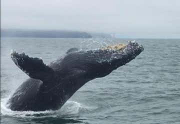 Photo of SF Bay Whale Watching