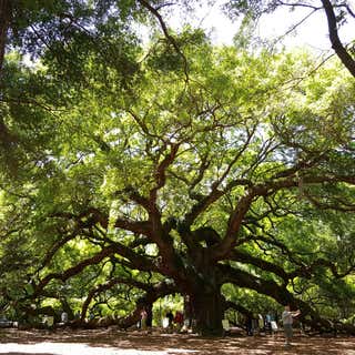 The Angel Oak   1500 Year Old Live Oak