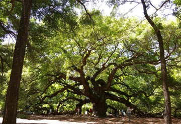 Photo of The Angel Oak   1500 Year Old Live Oak