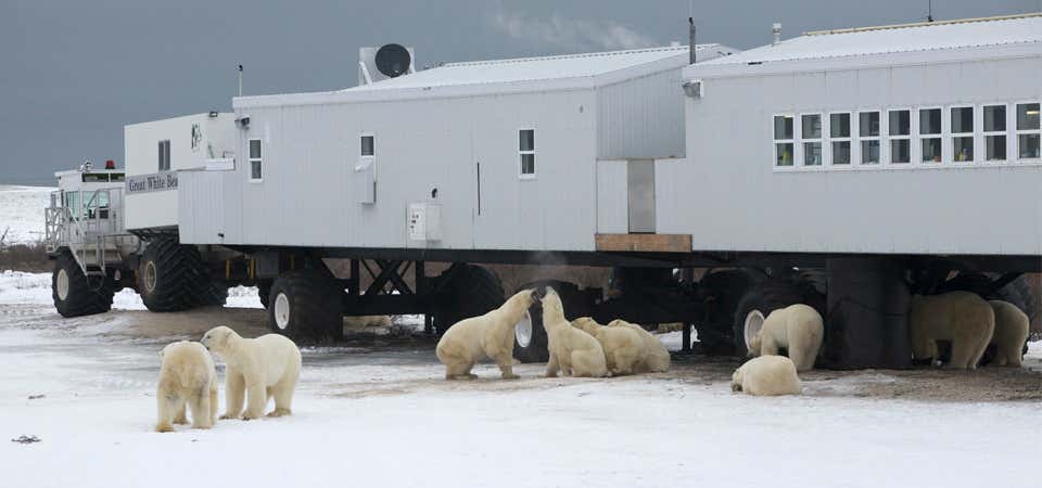 Photo of Great White Bear Tundra Lodge
