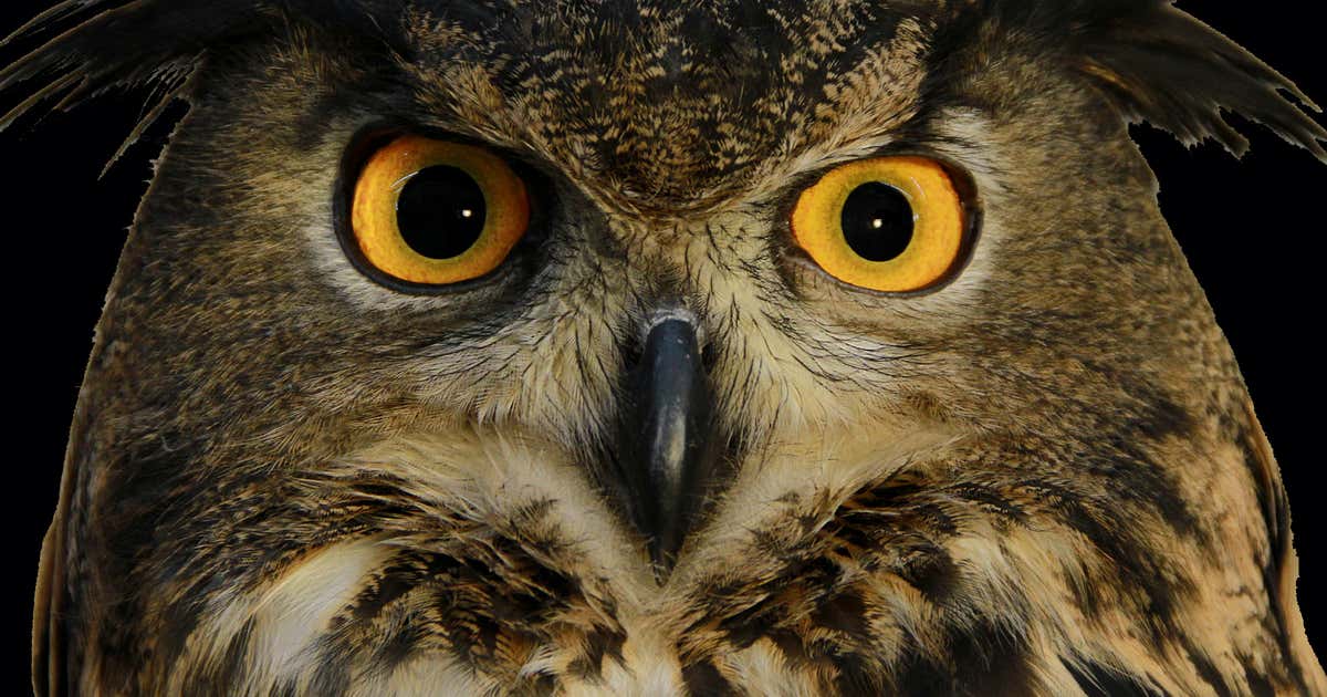 International Owl Center, Houston Roadtrippers