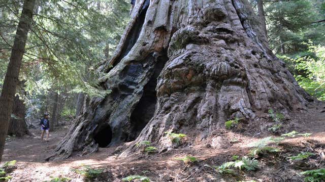 Boole tree trail outlet