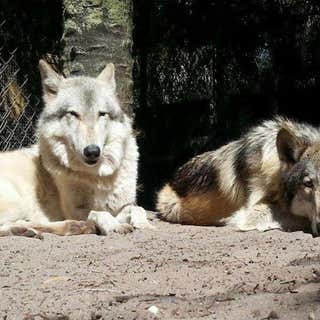 Shy Wolf Sanctuary Education & Experience Center