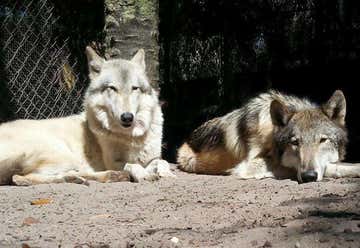 Photo of Shy Wolf Sanctuary Education & Experience Center