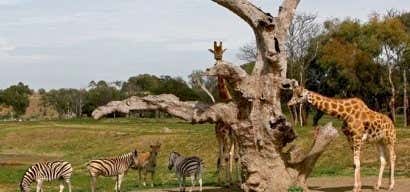 Photo of Werribee Open Range Zoo