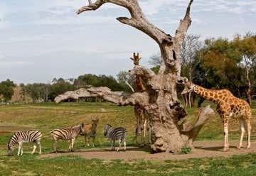 Photo of Werribee Open Range Zoo