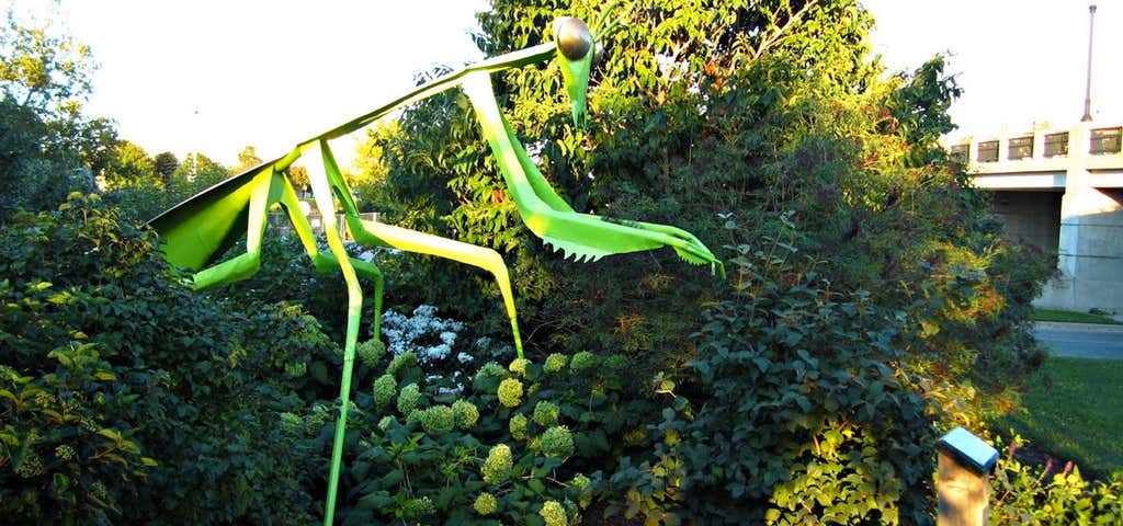Photo of Annabelle the Praying Mantis