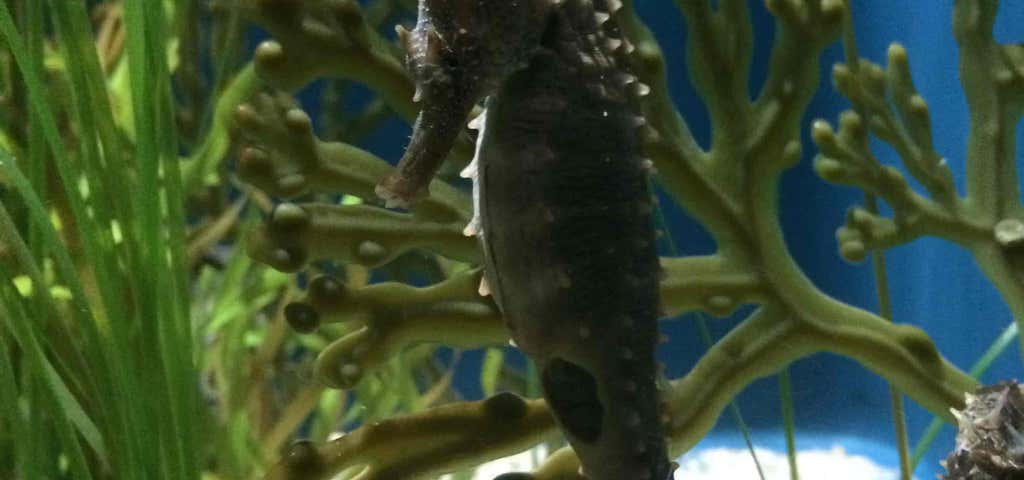 Photo of Nc Aquarium On Roanoke Island