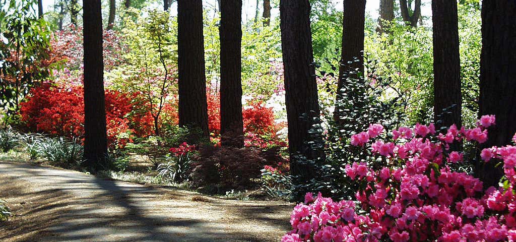 Photo of SFA Mast Arboretum