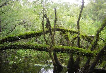 Photo of Six Mile Cypress Slough Preserve