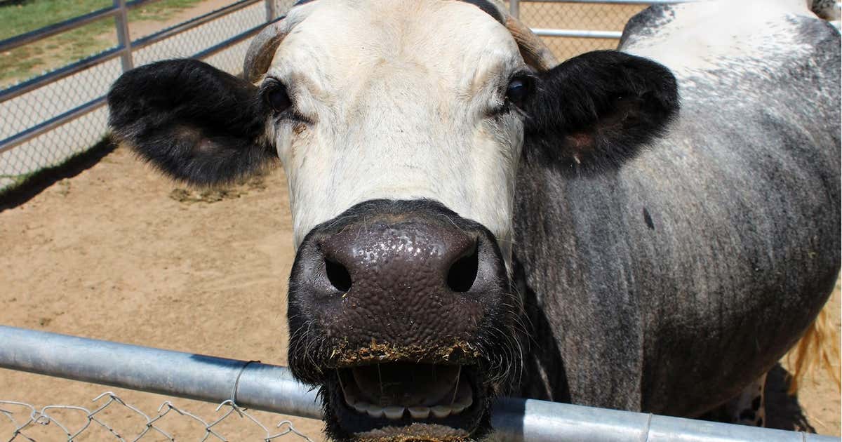 Deer Park Exotic Petting Zoo, Sevierville Roadtrippers