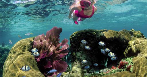 Family Snorkel Tours by Sundiver, Key Largo Roadtrippers