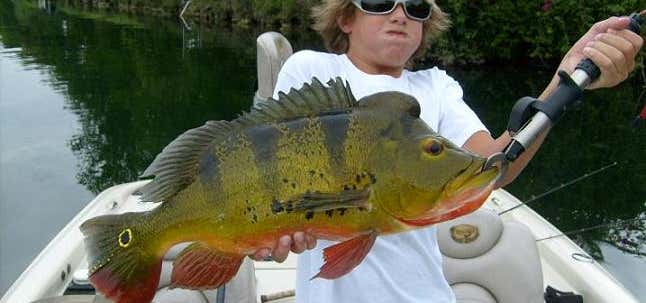 Photo of Florida Peacock Bass