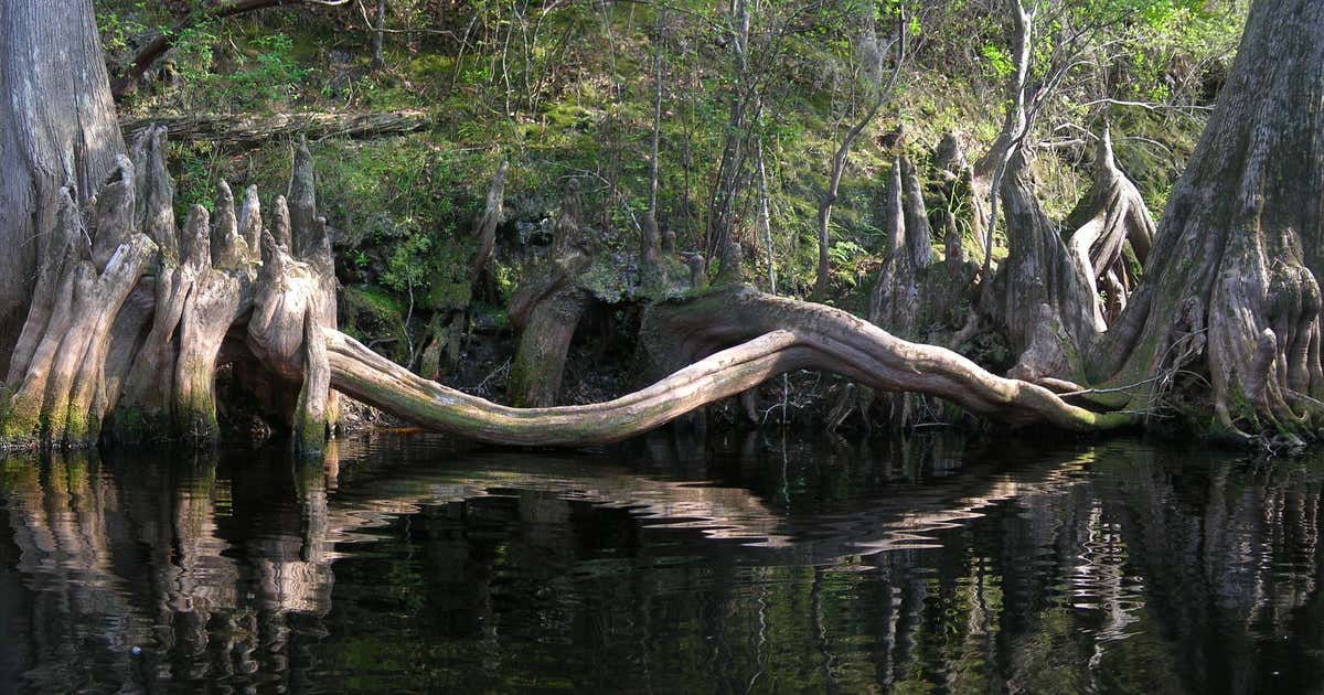 Apalachicola National Forest, Florida | Roadtrippers
