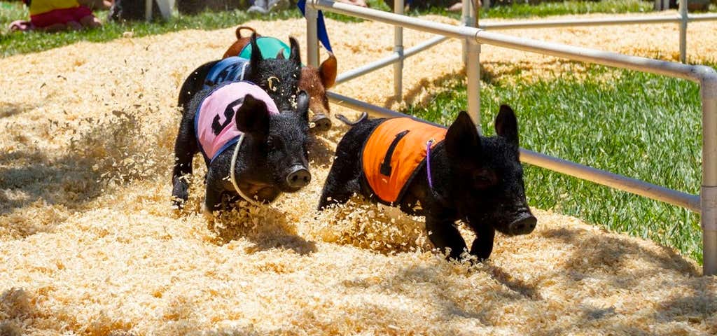 Photo of All- Alaskan Racing Pigs Race