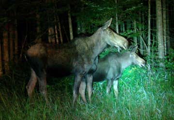 Photo of North Conway Moose Safari Moose Tour