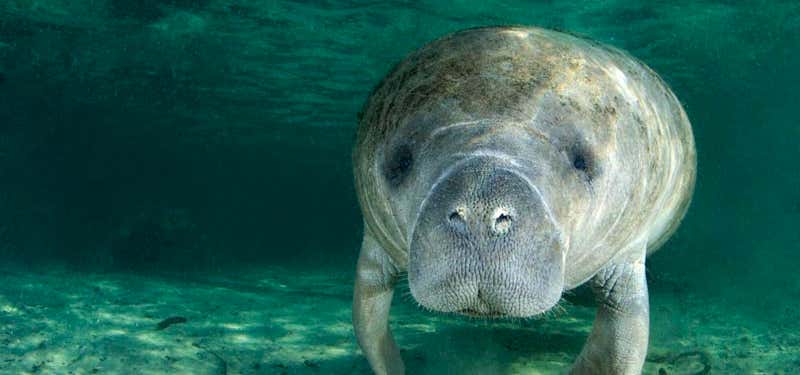 Photo of Manatee Connection