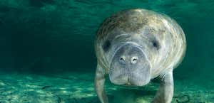 Manatee Connection