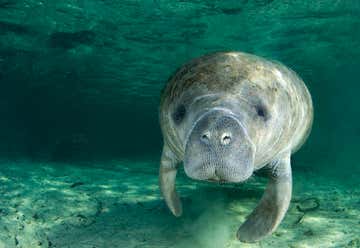 Photo of Manatee Connection