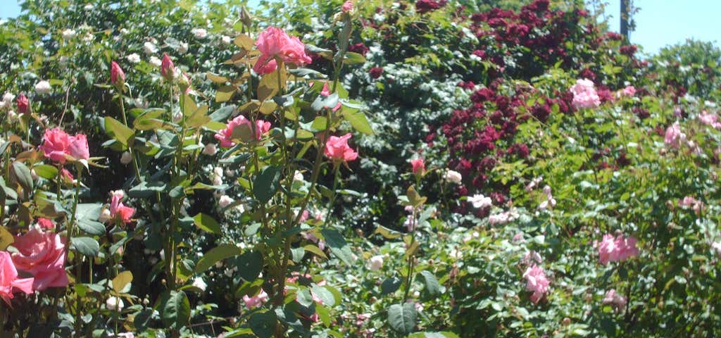 Photo of McGill Rose Garden