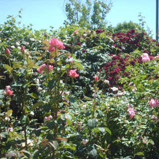 McGill Rose Garden