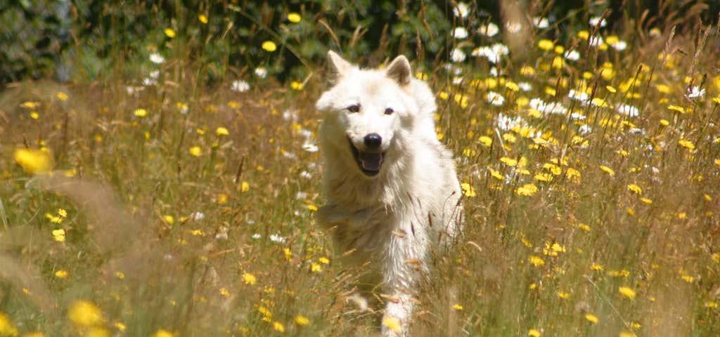 Photo of White Wolf Sanctuary
