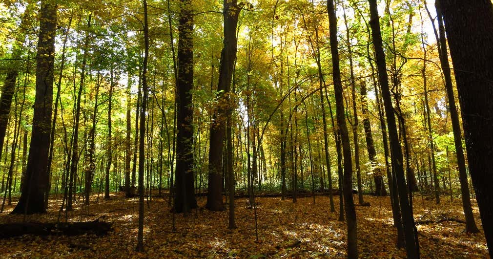 Wesselman Woods Nature Preserve, Evansville Roadtrippers