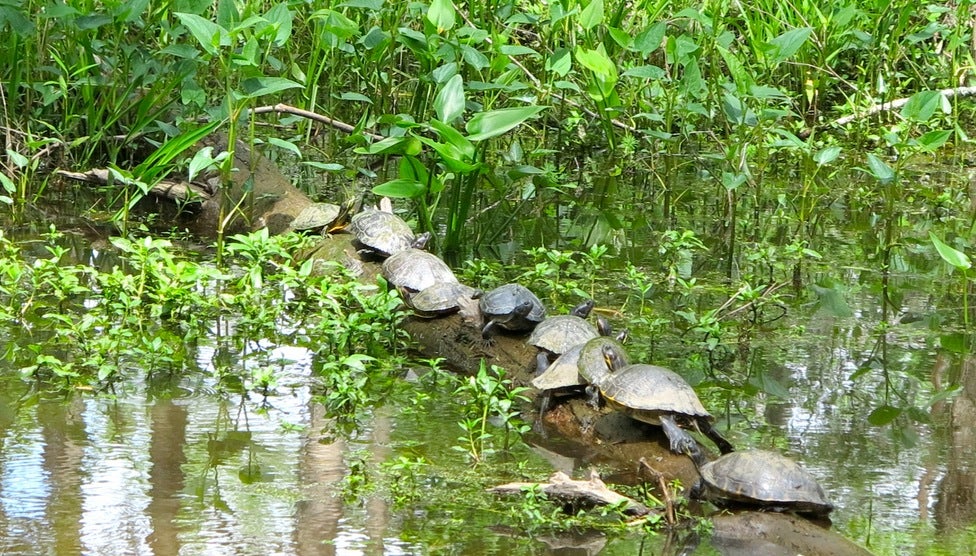Northlake Nature Center