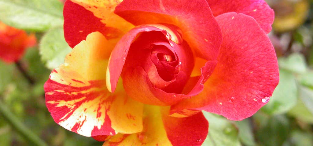 Photo of Fairhope City Rose Garden