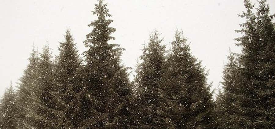 Photo of Addison-Oaks Christmas Tree Farm