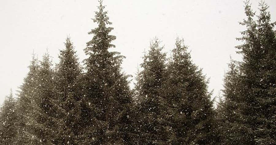 AddisonOaks Christmas Tree Farm, Oakland Roadtrippers