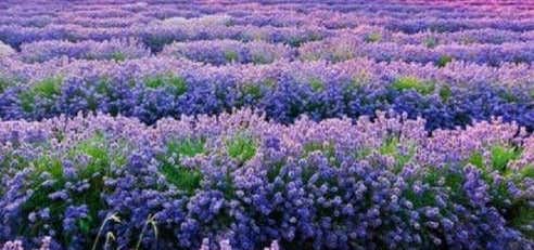 Photo of Purple Adobe Lavender Farm, Abiquiu, New Mexico