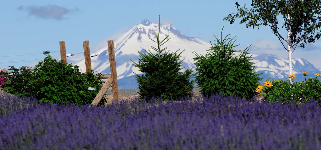 Photo of Cascade Lavender